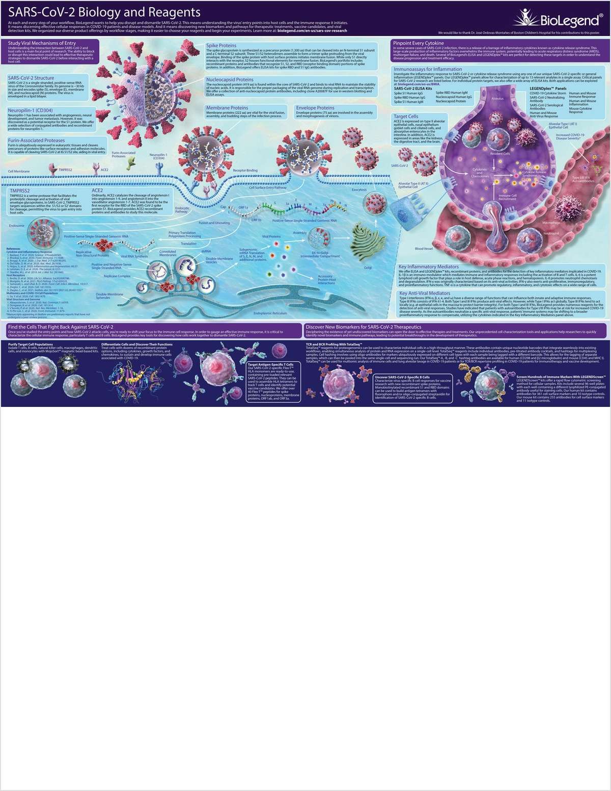 SARS-CoV-2 Biology and Reagents