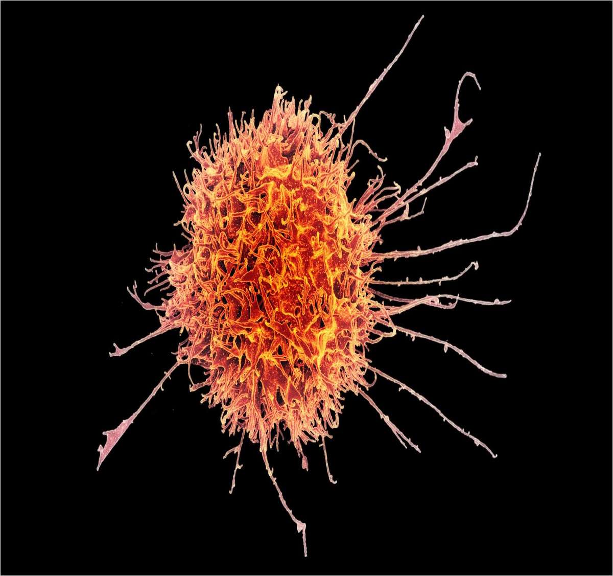 Inside the World of Cell Therapies